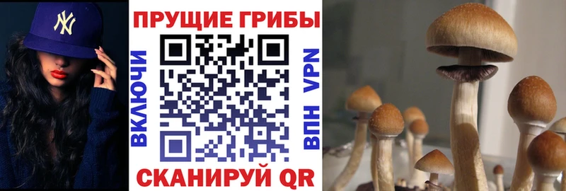 Псилоцибиновые грибы Psilocybine cubensis  blacksprut как войти  Крымск 